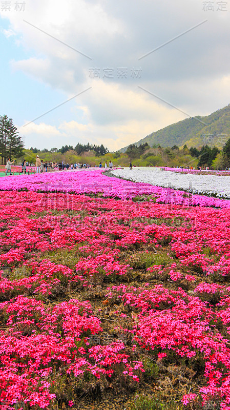 富士岛崎节，藤川崎子，山梨树山梨子，日本