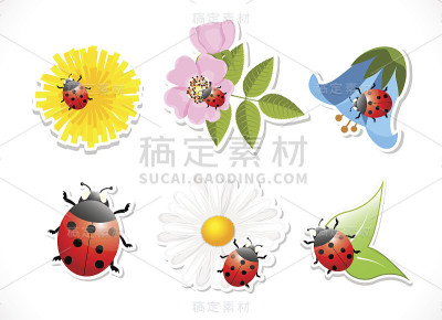 花与瓢虫在白色的背景