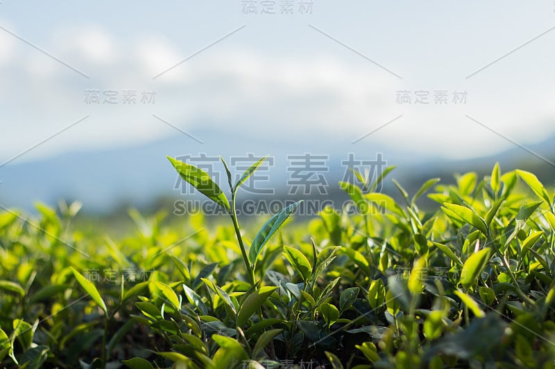 茶芽和茶叶。茶园,泰国。