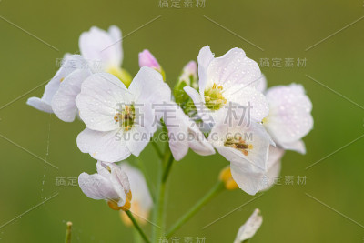 白花酢浆草(cardamine pratensis)