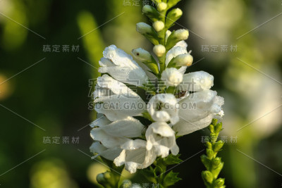 Physostegia。种植花。