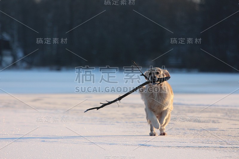 金毛猎犬嘴里叼着棍子跑着。冬天。