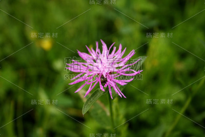 矢车菊