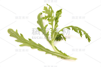 Shungiku也被称为桐号，或食用菊花，