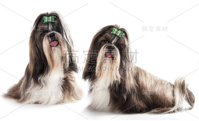 西施犬的狗
