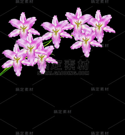 美丽的花朵
