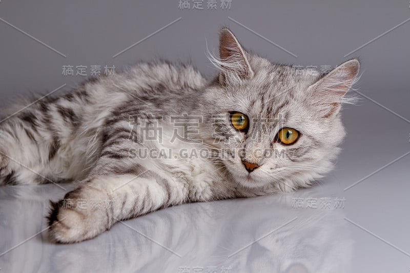 年轻的虎斑猫孤立在灰色背景