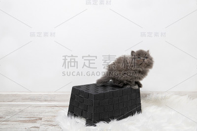 可爱的黑猫坐着
