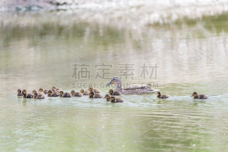 小鸭子小海龟