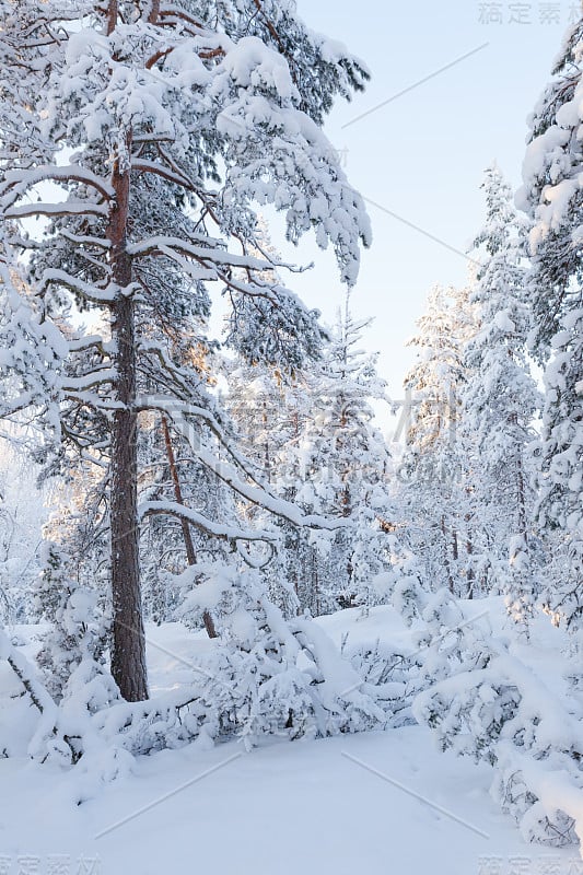 白雪覆盖的森林和温暖的阳光