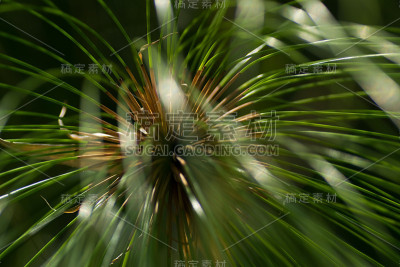莎草纸，北非