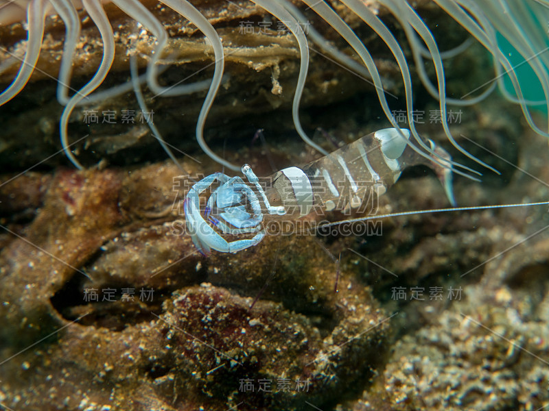 鬼虾配海葵