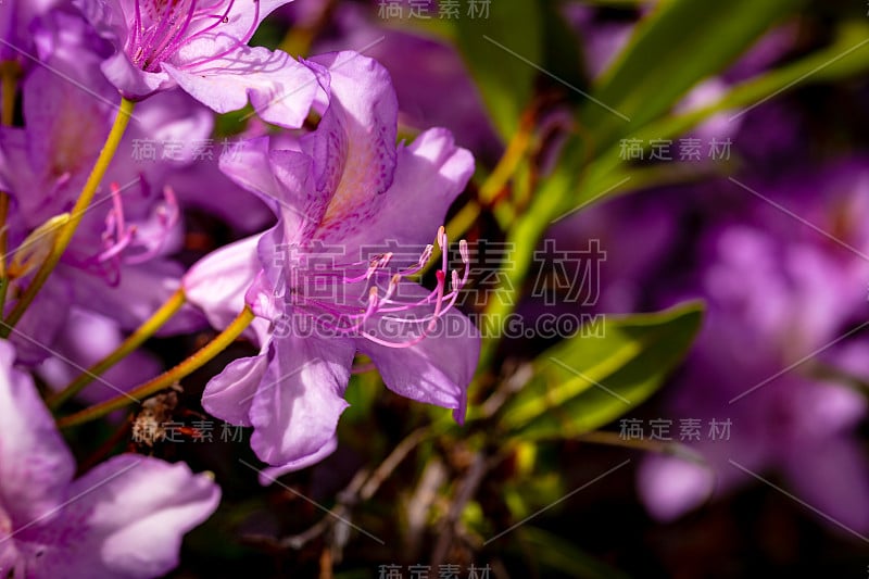 美丽的杜鹃花头