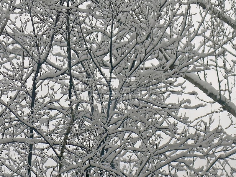 雪覆盖的分支