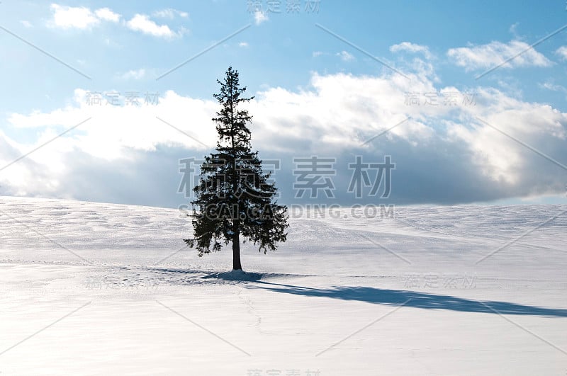 松树屹立在北碚的雪地上