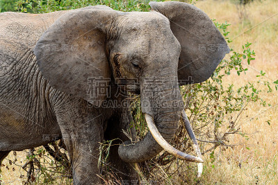 成年非洲象的特写(Loxodonta africana)