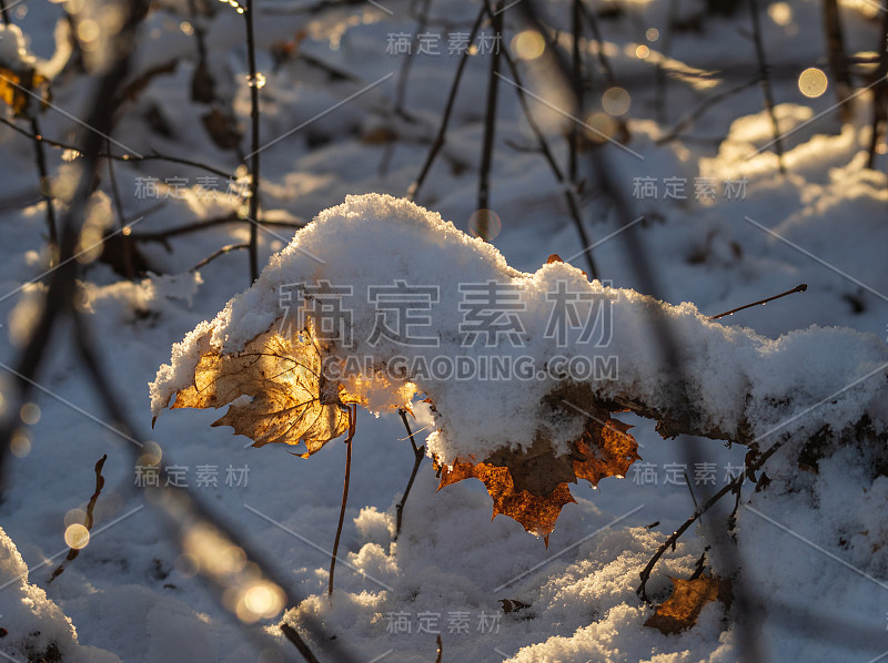 秋叶下雪在冬天被背光照亮