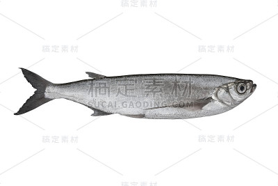 Sabrefish。活的赤空赤空鱼孤立在白色的背景