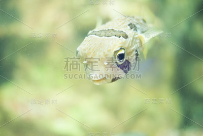 鱼