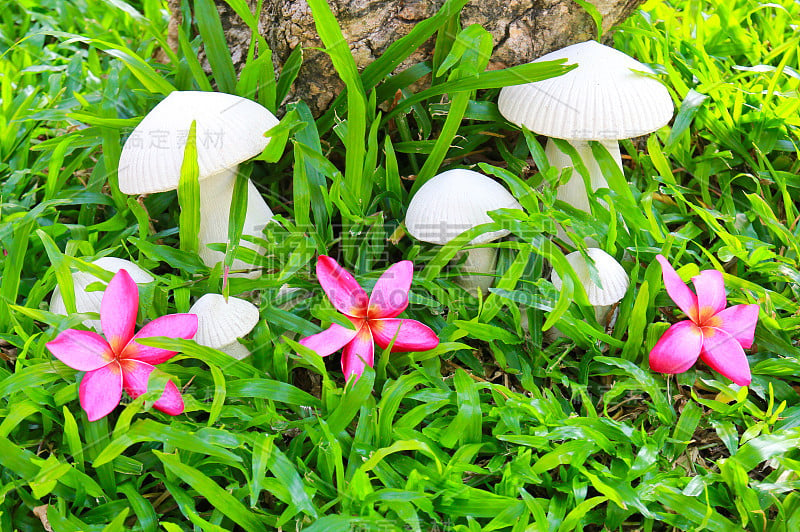 陶瓷雕塑蘑菇与鸡蛋花花园