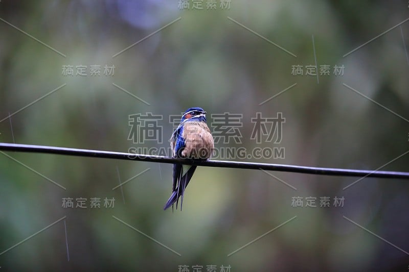 胡须在马来西亚婆罗洲沙巴的沙巴谷