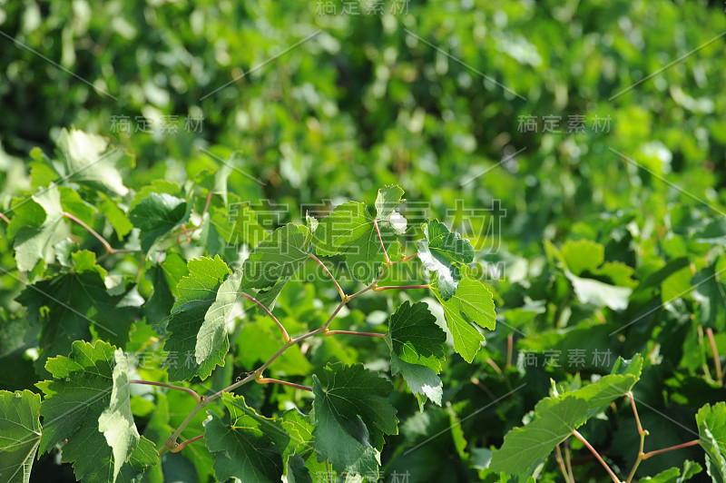 温菲尔德 - 魏因特劳本在西班牙