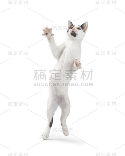 有趣好玩的猫站着跳舞