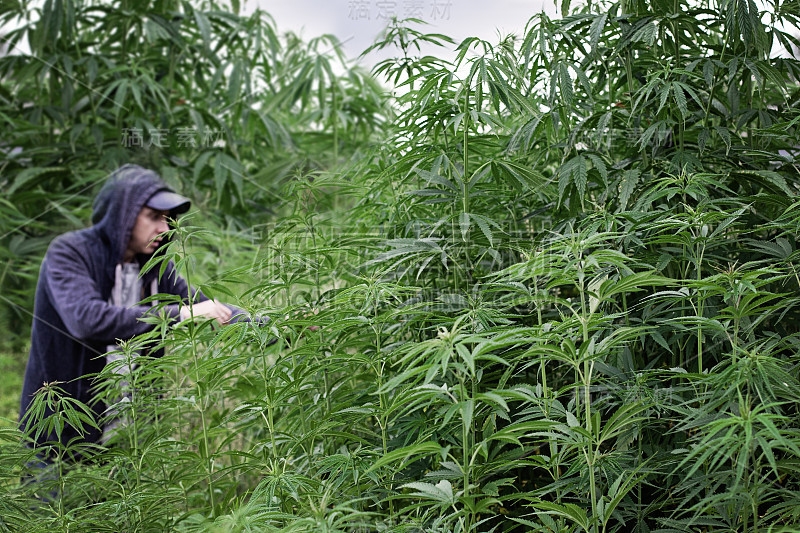 在大麻地里加工大麻的人