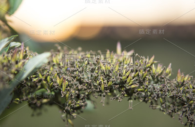 模糊的火车