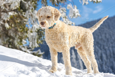 狗在雪中玩耍