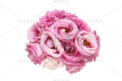 束eustoma