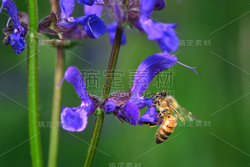 草地鼠尾草和一只寻找花蜜的蜜蜂