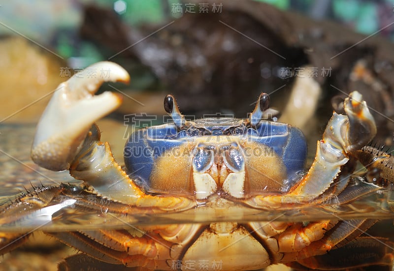 彩虹蟹armatum心脏近距离在水族馆