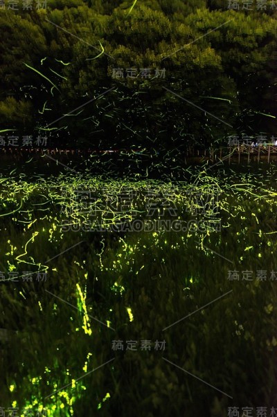 萤火虫