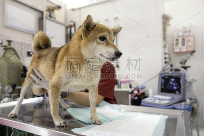 兽医的概念。日本柴犬正在超声波检查室里等医生。医生正在检查柴犬的子宫。兽医做超声波和分析