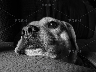 懒惰的狗