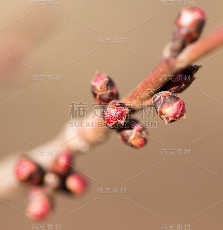 树上的花蕾