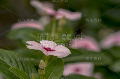 小的粉红色长春花微距照片在一个花园