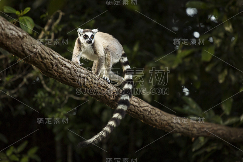 自然栖息地马达加斯加的狐猴。