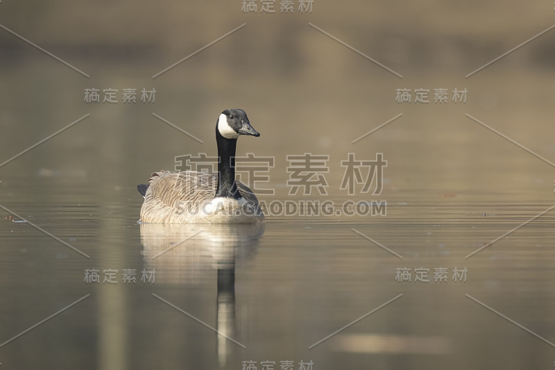 加拿大精神布兰塔卡纳登西斯