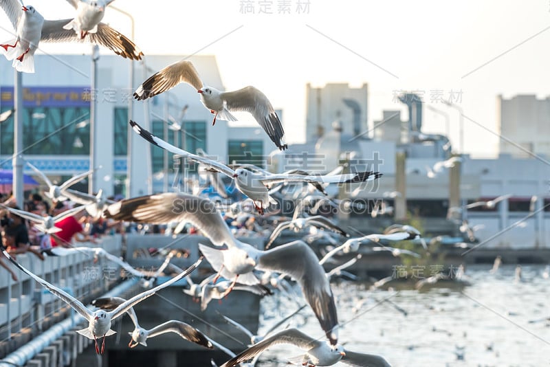 邦浦和游客们给成千上万只海鸥喂食