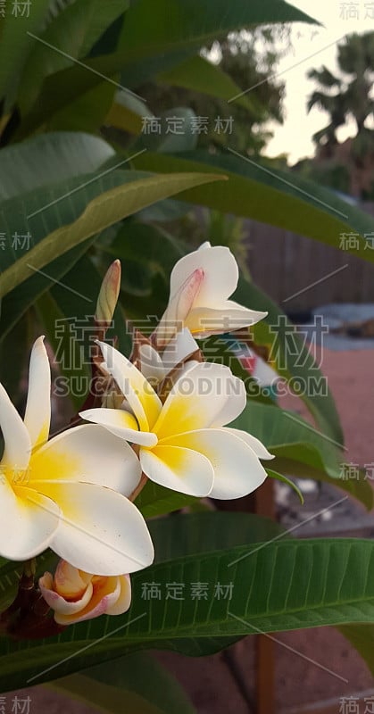 鸡蛋花树，在花。