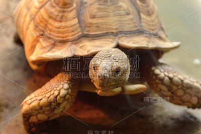 大乌龟