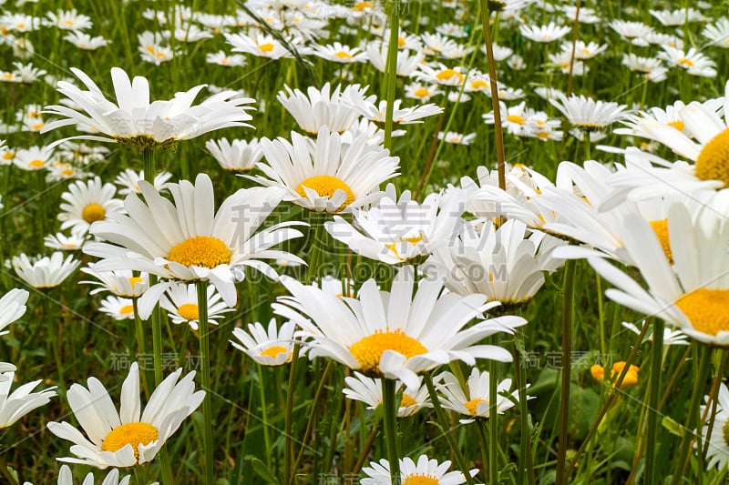 田野雏菊特写