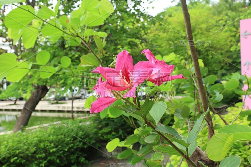 蝴蝶树，兰花树，紫荆花。