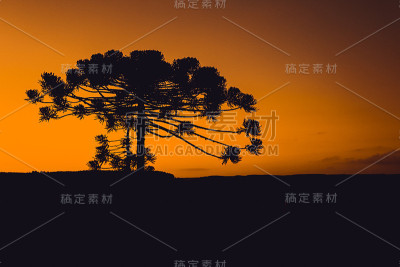Araucaria