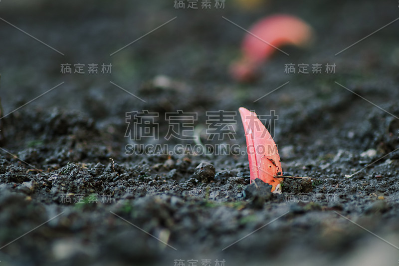 鲜湿的郁金香球茎芽的特写