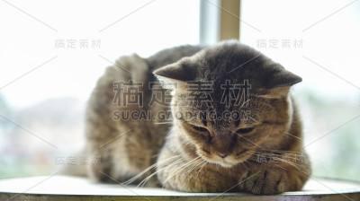 灰苏格兰折耳猫在睡觉