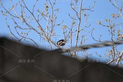 乌鸦巢