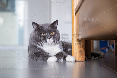 灰色英国短毛猫，室内